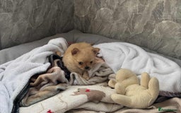 Chihuahua dogs for sale: Chihuahua long coat puppies ...only BOY left - Image 27