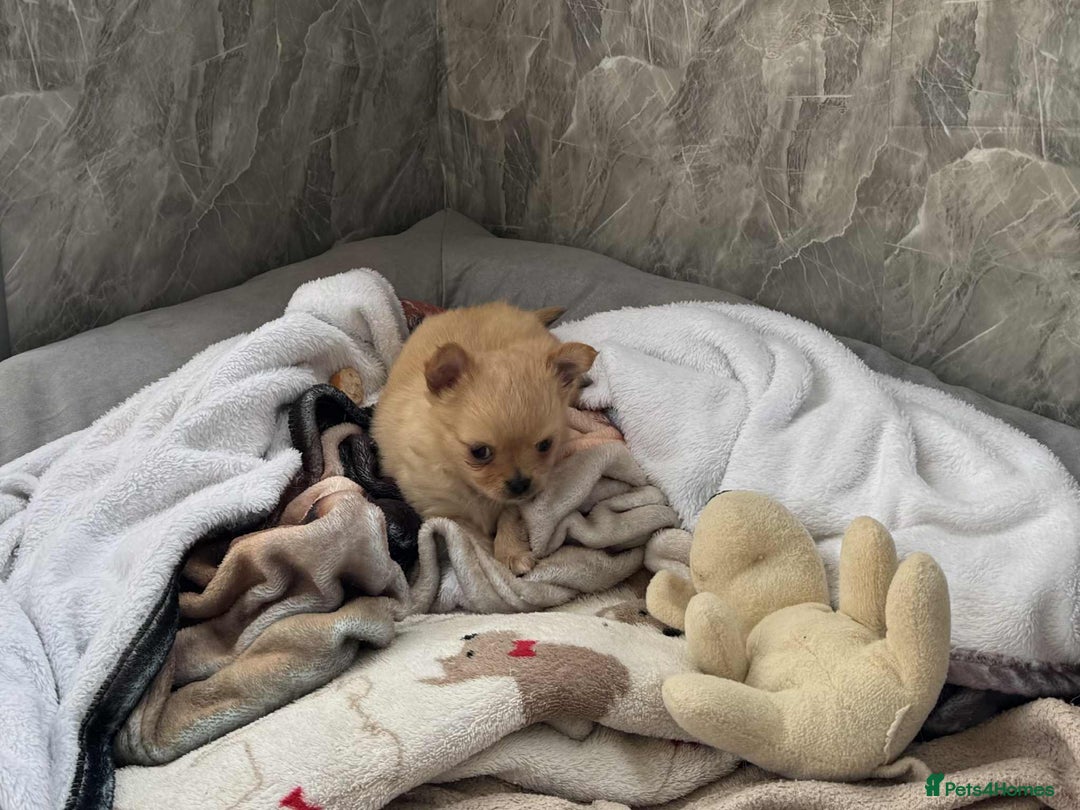 Chihuahua dogs for sale: Chihuahua long coat puppies ...only BOY left - Image 27