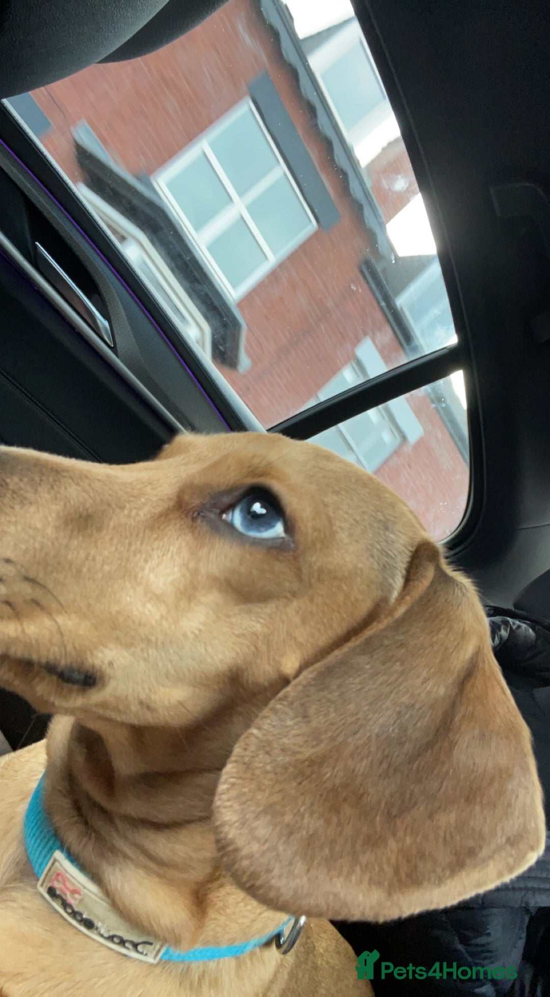 Miniature Dachshund dogs for stud: Miniature Red Dapple - KC Reg in Sheffield - Advert 12