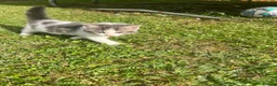 Mixed Breed cats for sale: 4 gorgeous fluffy and friendly kittens! - Advert 10