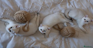 British Shorthair cats in Bedford - Advert 14