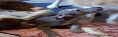 Italian Greyhound Puppy 1