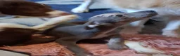 Italian Greyhound dogs for sale: Italian greyhound / whippet  - Advert 16