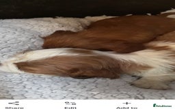 Cavalier King Charles Spaniel dogs for sale: Cavalier king charles spaniel  - Image 2