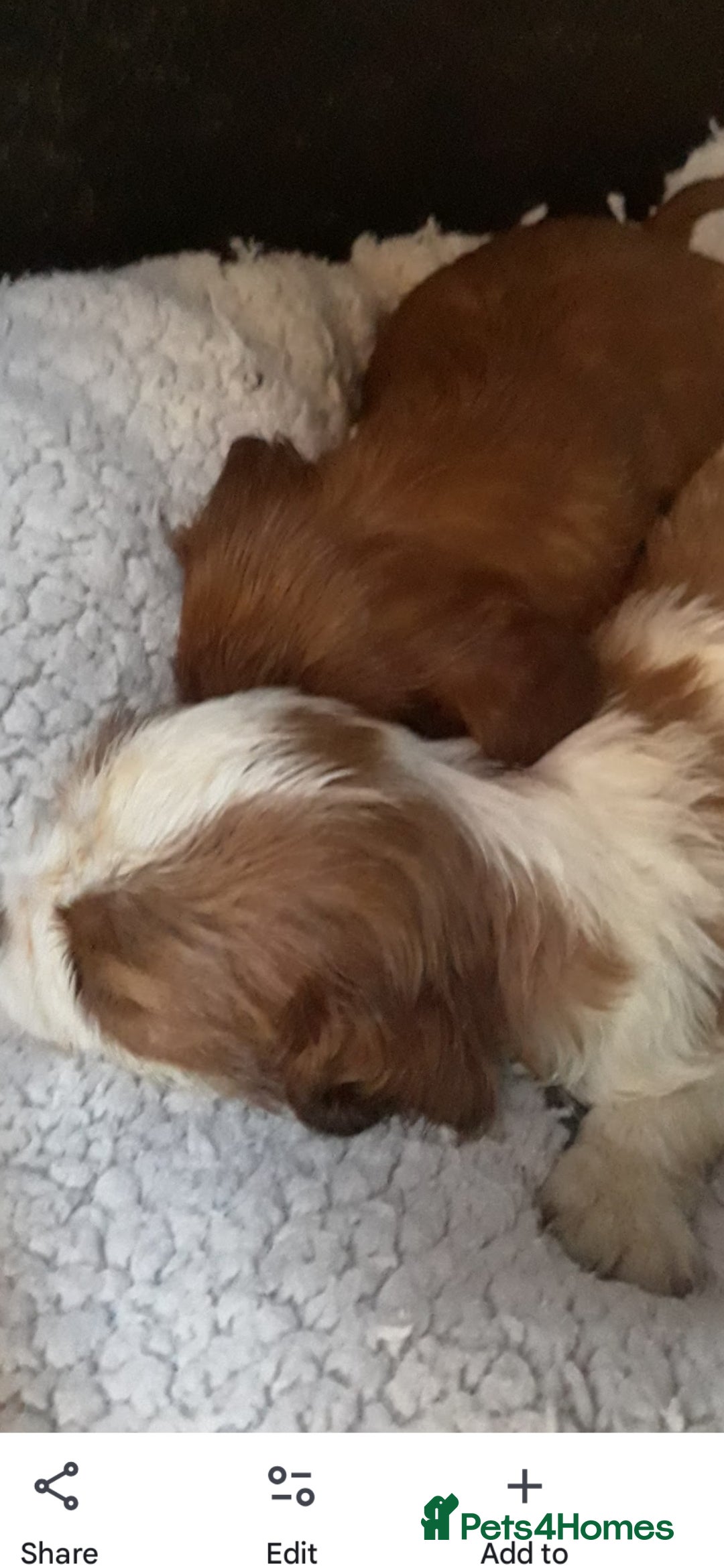 Cavalier King Charles Spaniel dogs for sale: Cavalier king charles spaniel  - Image 2