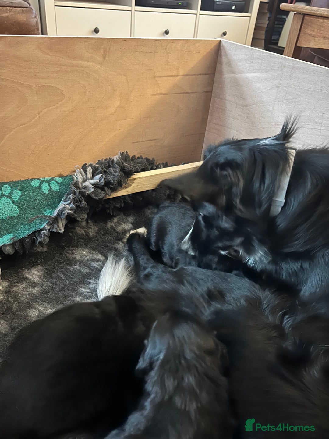 Mixed Breed dogs for sale: Collie Cocker puppies available mid Dec - Advert 7