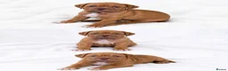 Dogue De Bordeaux dogs for sale: KC Registered Dogue de Bordeaux Puppies-Champion  - Advert 1