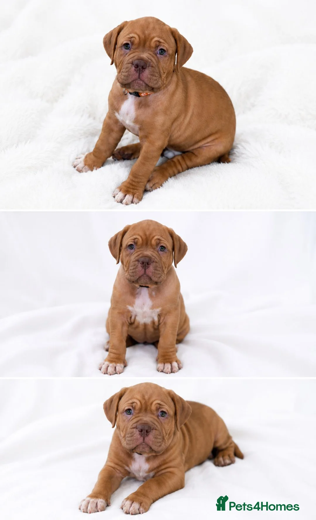 Dogue De Bordeaux dogs for sale: KC Registered Dogue de Bordeaux Puppies-Champion  - Advert 1