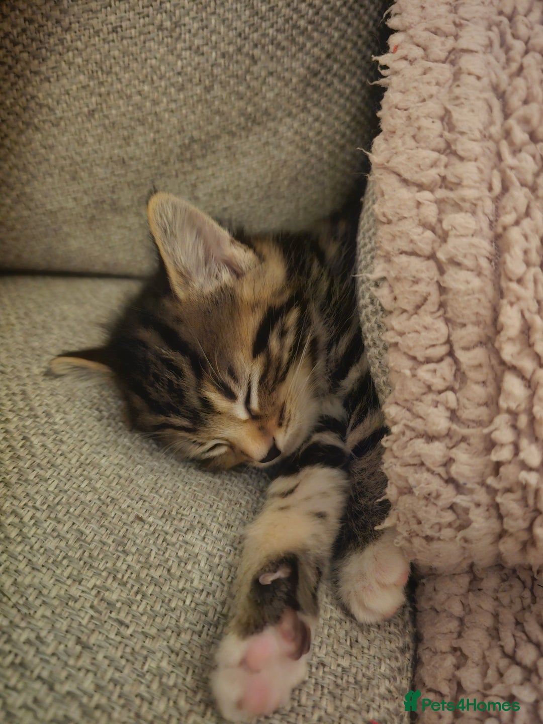 Mixed Breed cats for sale: Part Maine Coon - Advert 17