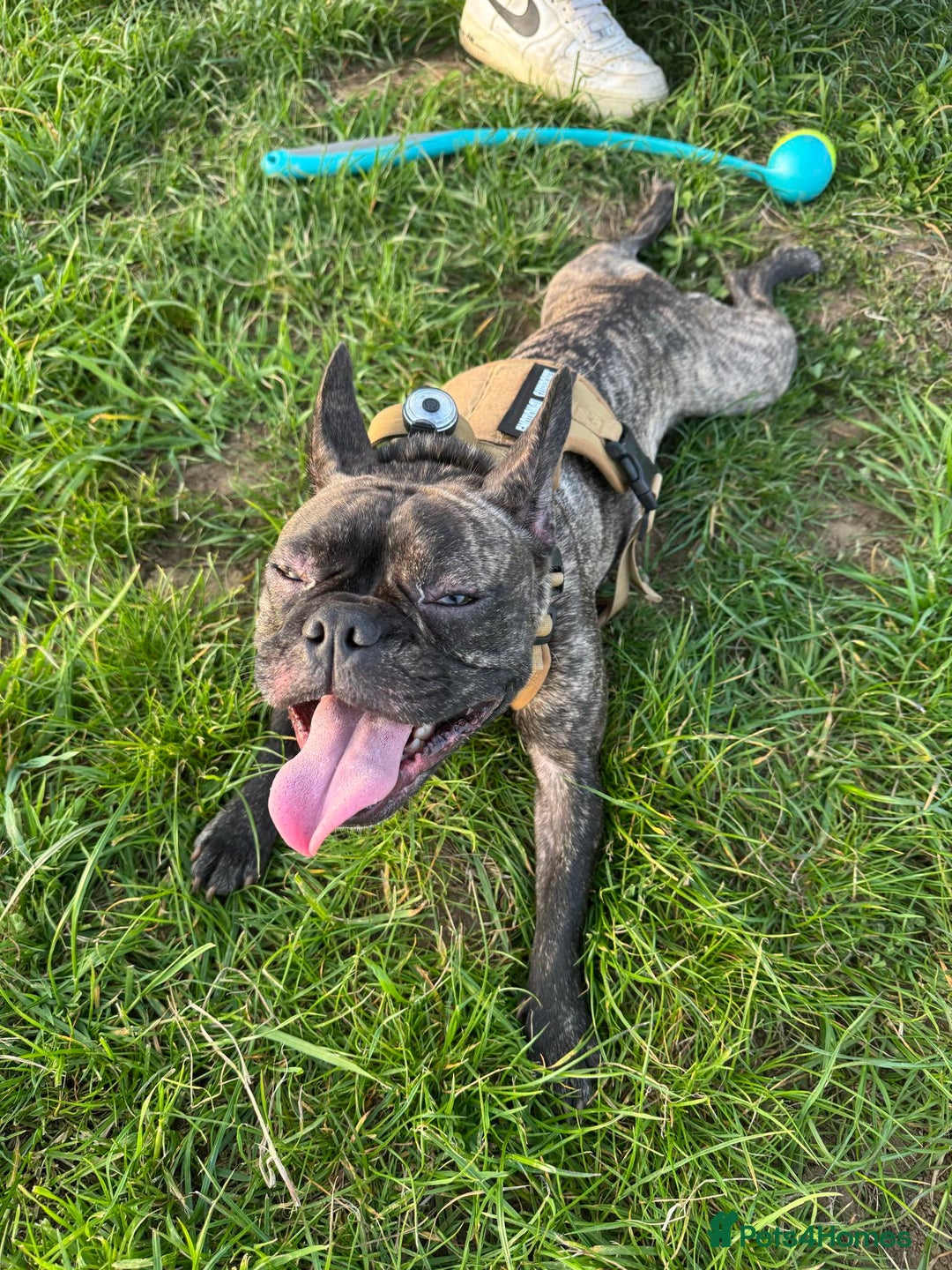 French Bulldog dogs for sale: Brindle French bulldog  - Advert 5