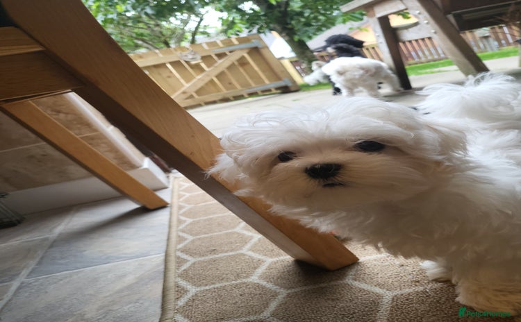 Maltese dogs - Advert 1