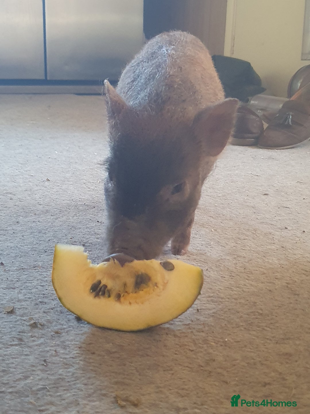 Pig livestock for sale: Real life miniture Richard ham micro pig  - Advert 9