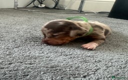 Miniature Dachshund dogs for sale: Smooth haired Miniature Dachshund - Image 19