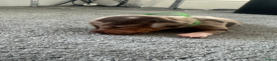 Miniature Dachshund Puppy 7