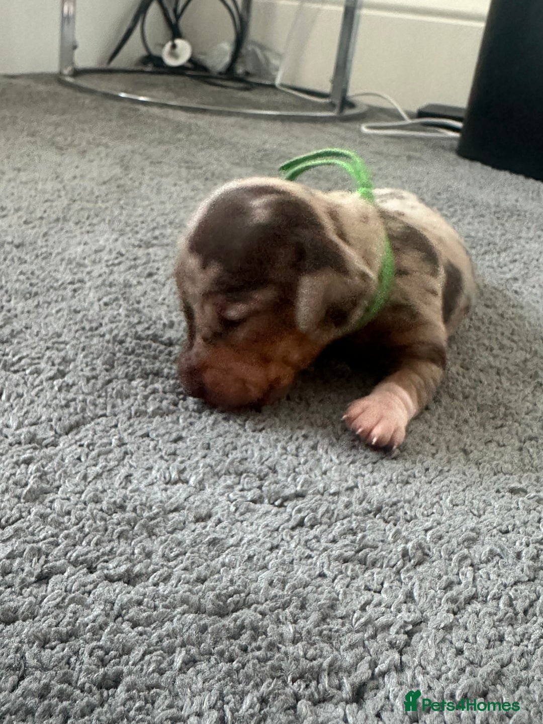 Miniature Dachshund dogs for sale: Smooth haired Miniature Dachshund - Image 19