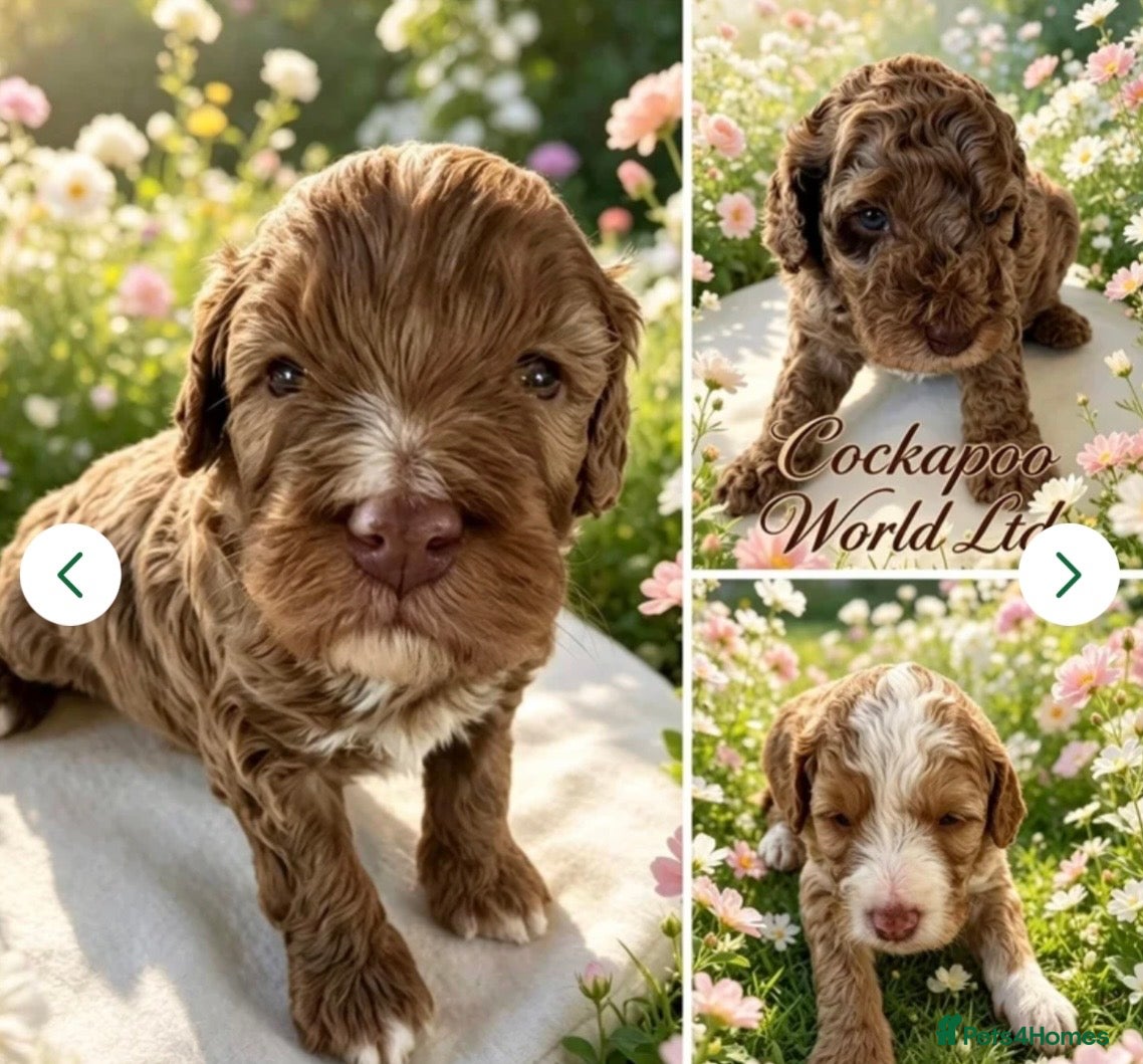 Cockapoo dogs DNA CLEAR, Adorable cockapoo puppies  - Advert 6