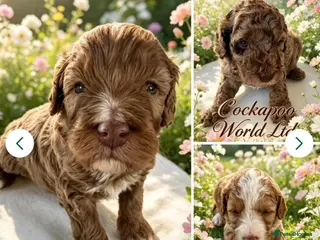 Cockapoo dogs DNA CLEAR, Adorable cockapoo puppies - Advert 6