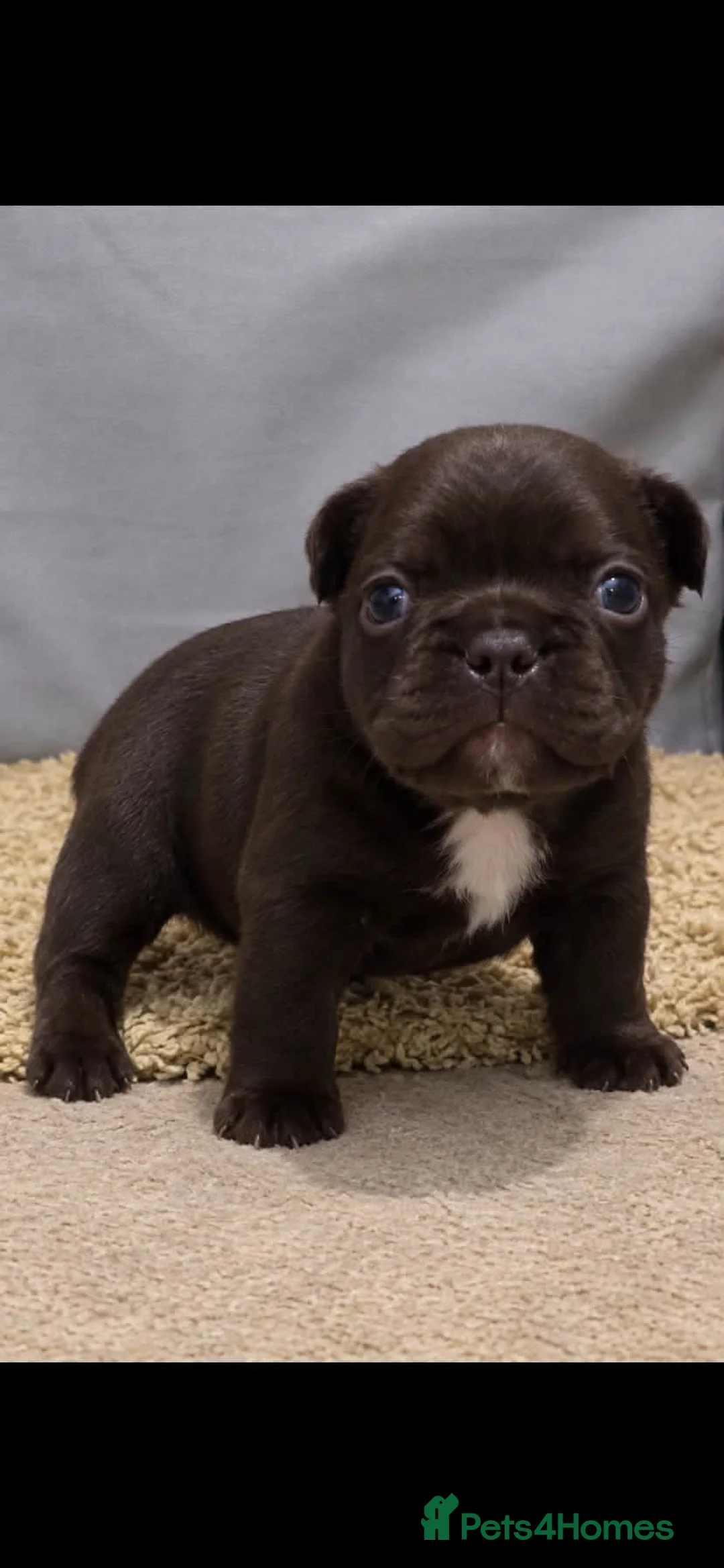 French Bulldog dogs for sale:  kc registed french bulldog pups  - Advert 2