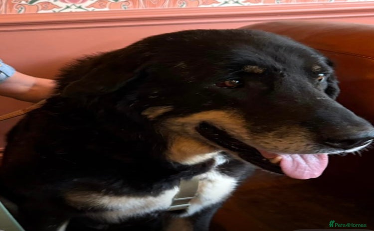 Mixed Breed dogs in Plymouth - Advert 9