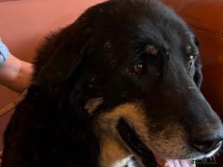 Mixed Breed dogs Gentle giant Grandad needs a retirement home in Plymouth - Advert 1