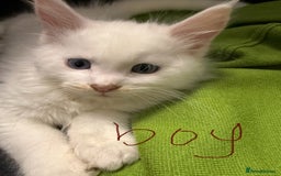 Maine Coon cats for sale: 6 beautiful angels - Image 2