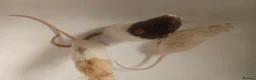 Rat rodents for sale: 3 male rats with cage - Advert 2