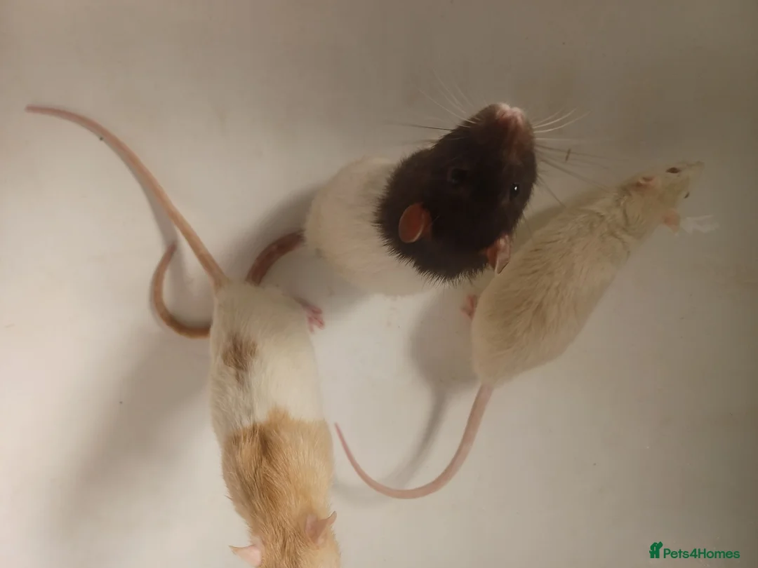 Rat rodents for sale: 3 male rats with cage - Advert 2