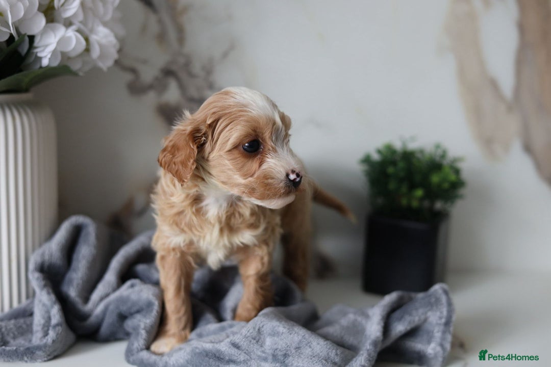 Cavapoo dogs for sale: F1 Cavapoos Ready 22nd December 🐾💕 - Advert 6