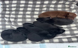 Mixed Breed dogs for sale: 4 week old puppies - Image 1