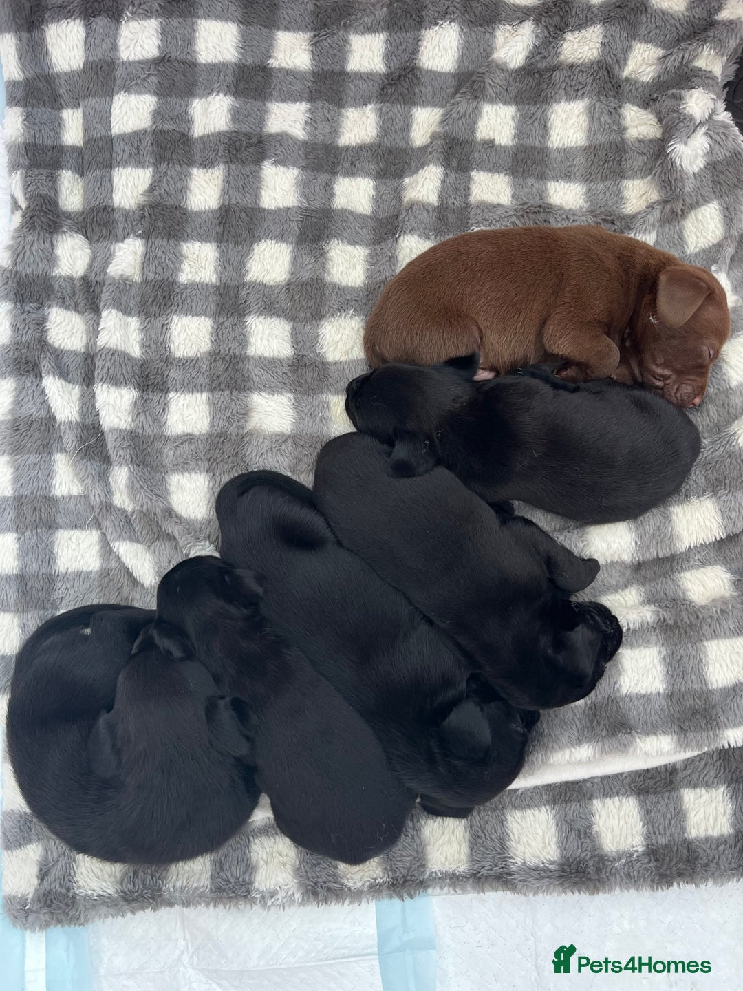 Mixed Breed dogs for sale: 4 week old puppies - Image 1
