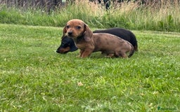 Miniature Dachshund dogs for sale: KC Reg RED DAPPLE Miniature Dachshund (Smooth) - Image 4