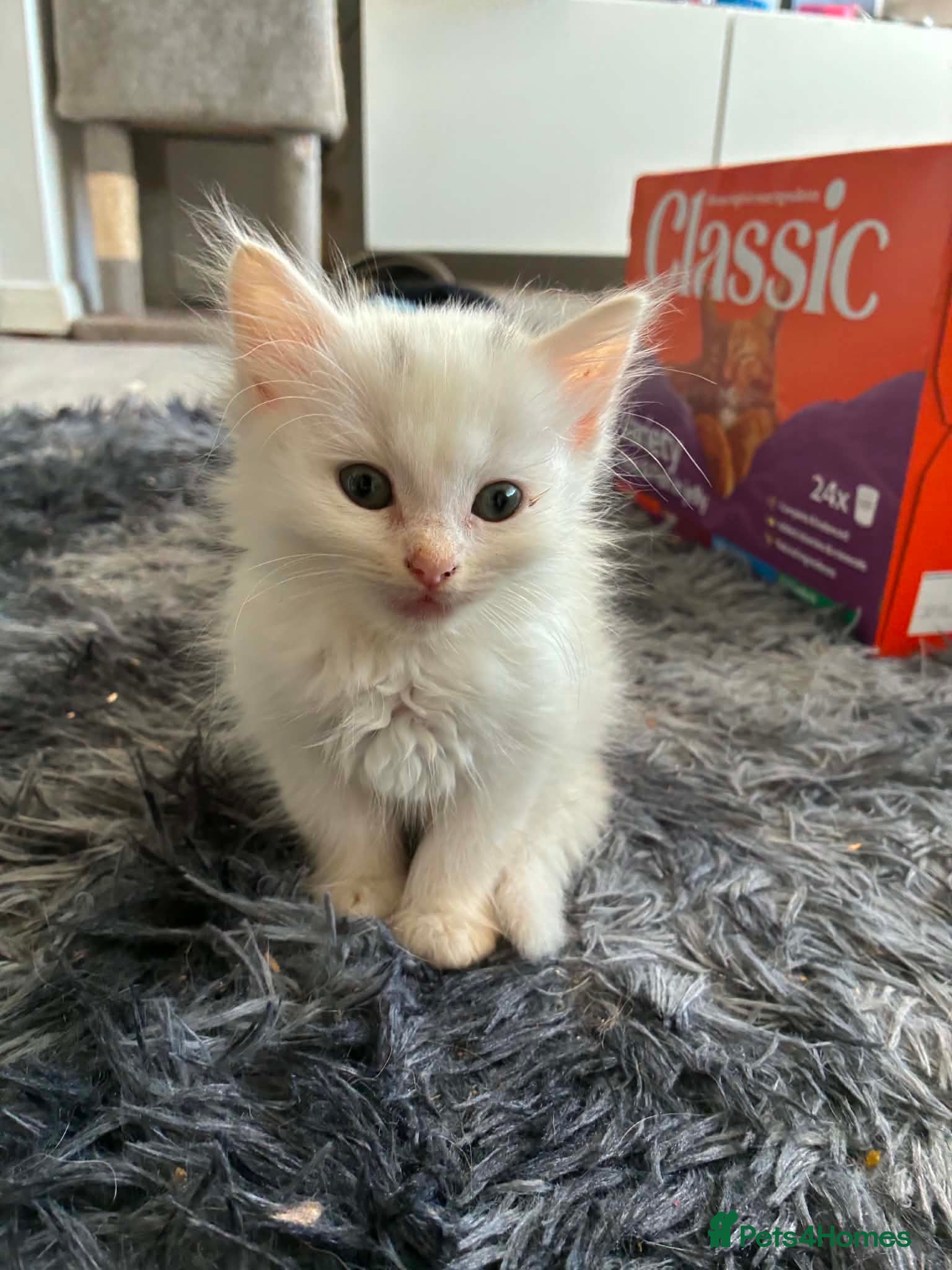 Ragdoll cats Ragdoll x Turkish angora kittens - Advert 10