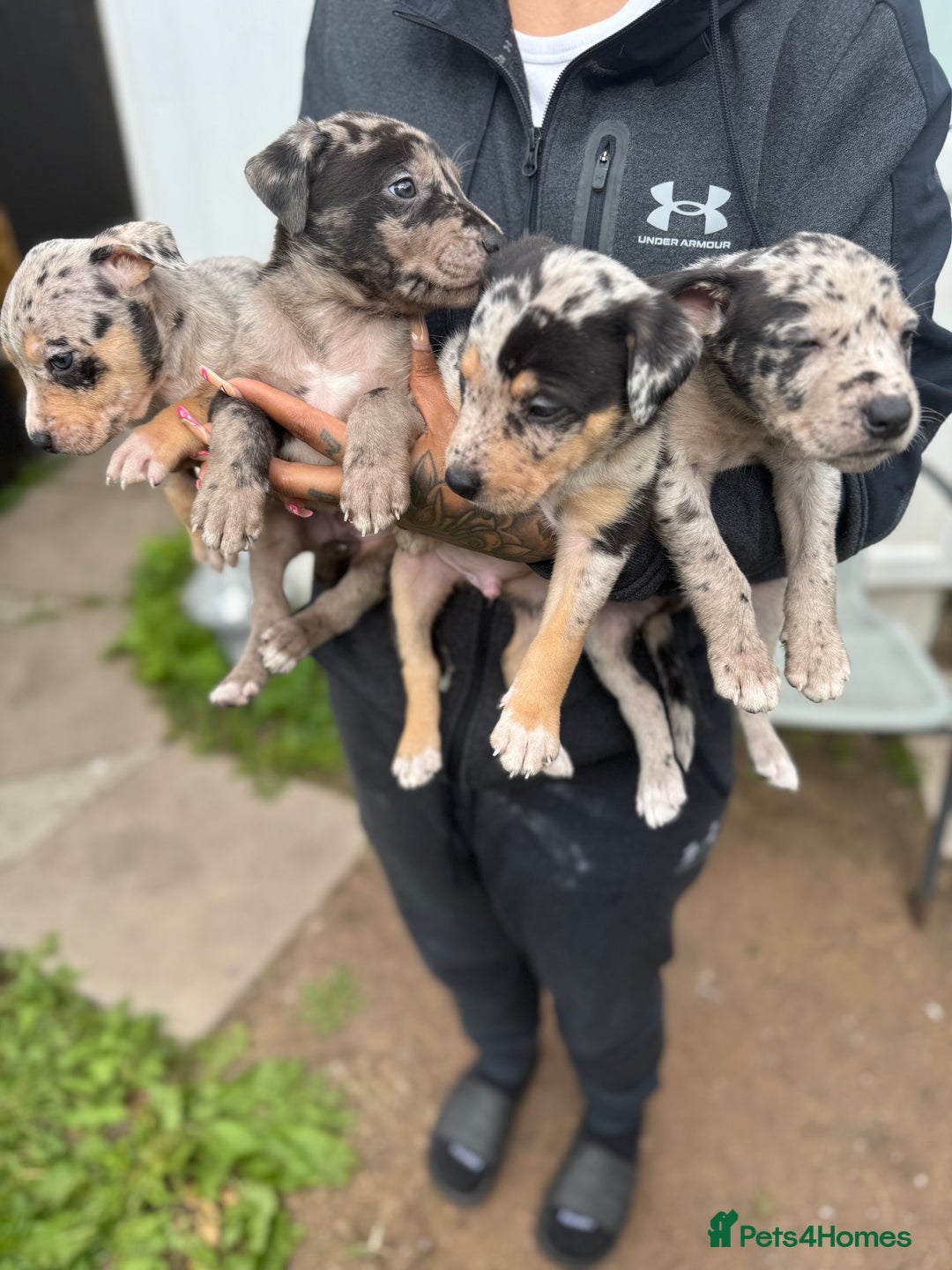 Mixed Breed dogs for sale: BorderBullies - Image 5