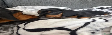 Miniature Dachshund 3