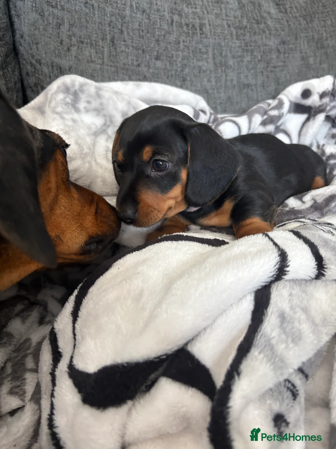 Miniature Dachshund dogs for sale: Miniature dachshund puppies  - Advert 2