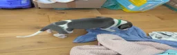 Whippet dogs for sale: Gorgeous KC registered whippet pups in Port Talbot - Advert 11