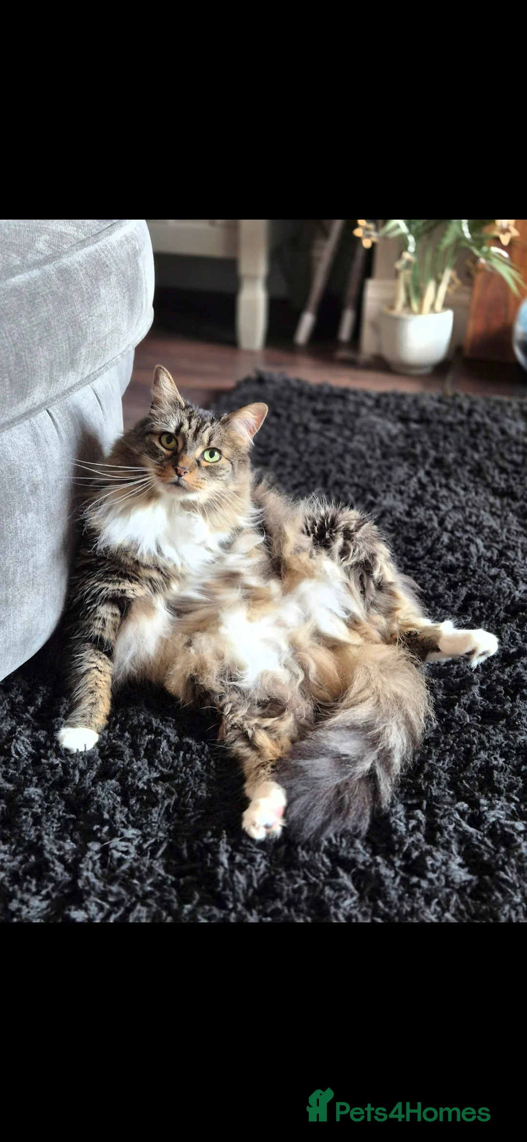 Norwegian Forest Cat cats for sale: 7 years old Norwegian forest  in Bradford - Advert 1
