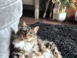 Norwegian Forest Cat cats 7 years old Norwegian forest in Bradford - Advert 1