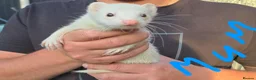 Ferret rodents for sale: Kits Half Bew Half Sandy in Stoke-on-Trent - Advert 2