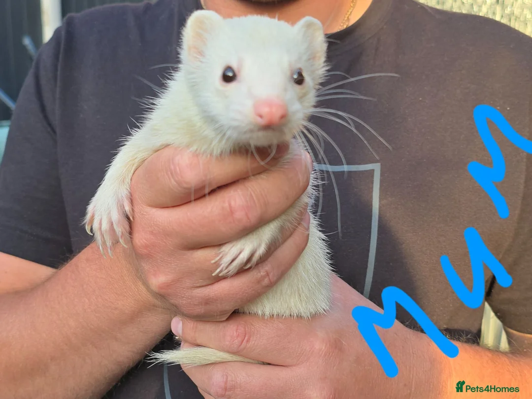 Ferret rodents for sale: Kits Half Bew Half Sandy in Stoke-on-Trent - Advert 2