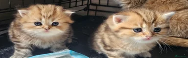 British Shorthair 3