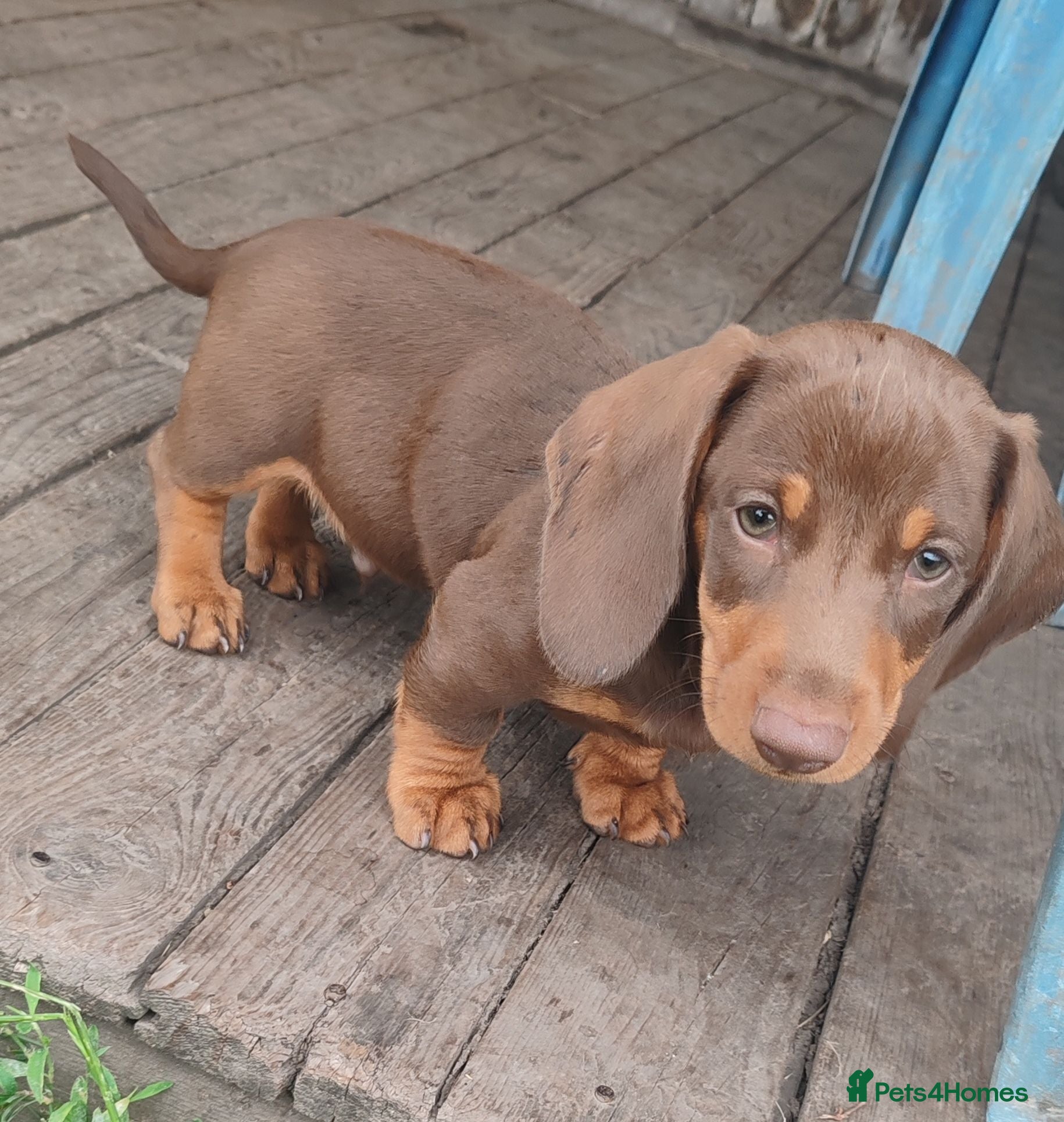 Dachshund dogs Last boy available Pra Clear Minature Daushaund  - Advert 1