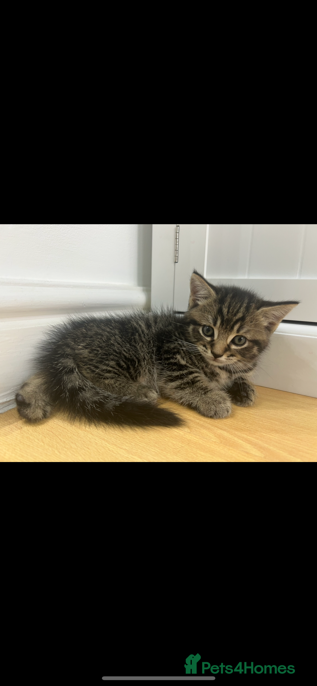 British Shorthair cats for sale: British shorthair kittens - Advert 4