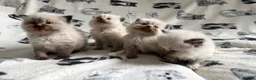Ragdoll cats for sale: Beautiful Ragdoll Kittens 💎  - Advert 5