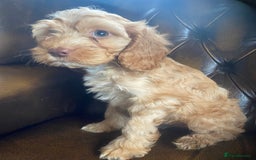 Cockapoo dogs for sale: Cockapoos  - Image 31