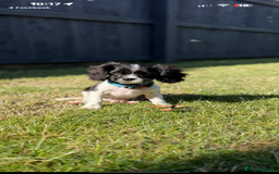 Cavalier King Charles Spaniel dogs for sale: king charles  - Image 2