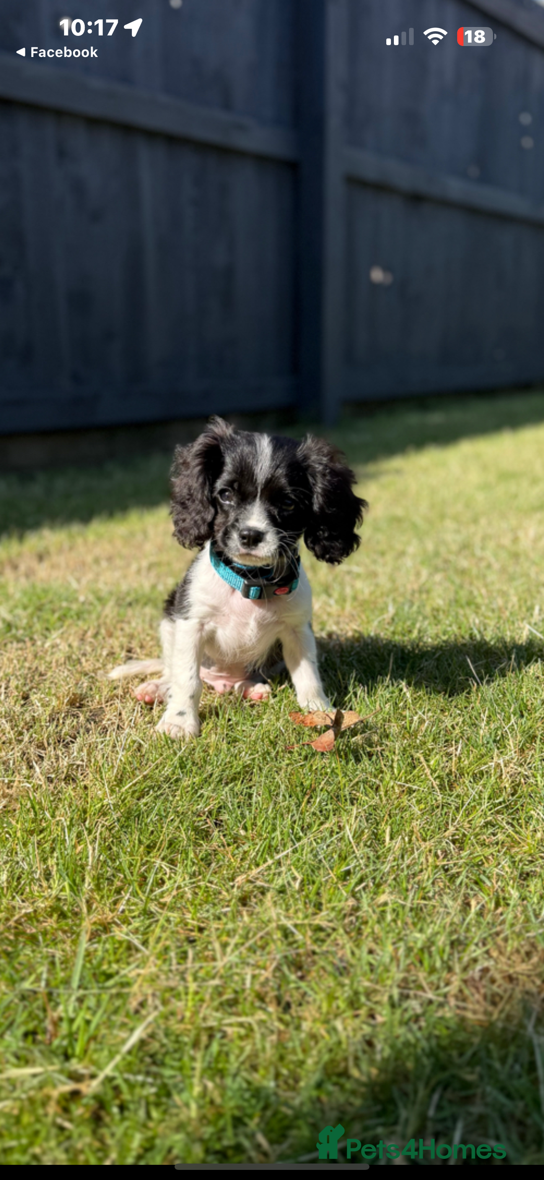 Cavalier King Charles Spaniel dogs for sale: king charles  - Image 2