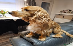 Cocker Spaniel dogs for stud: Golden Spaniel for stud - Image 4