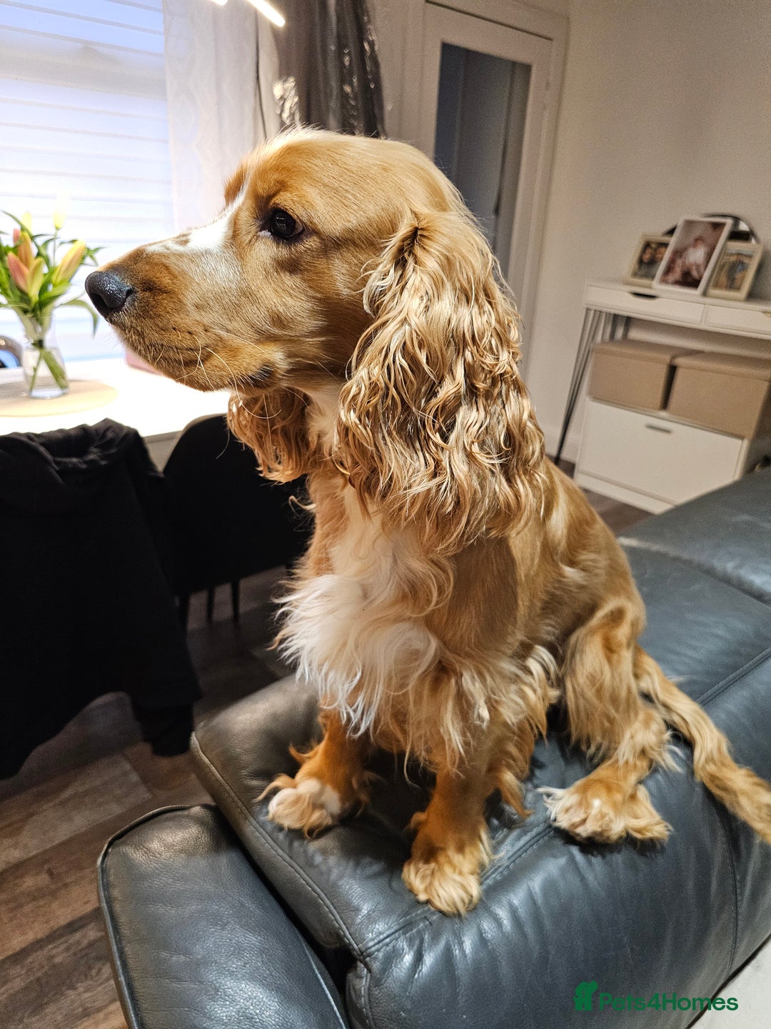 Cocker Spaniel dogs for stud: Golden Spaniel for stud - Image 4