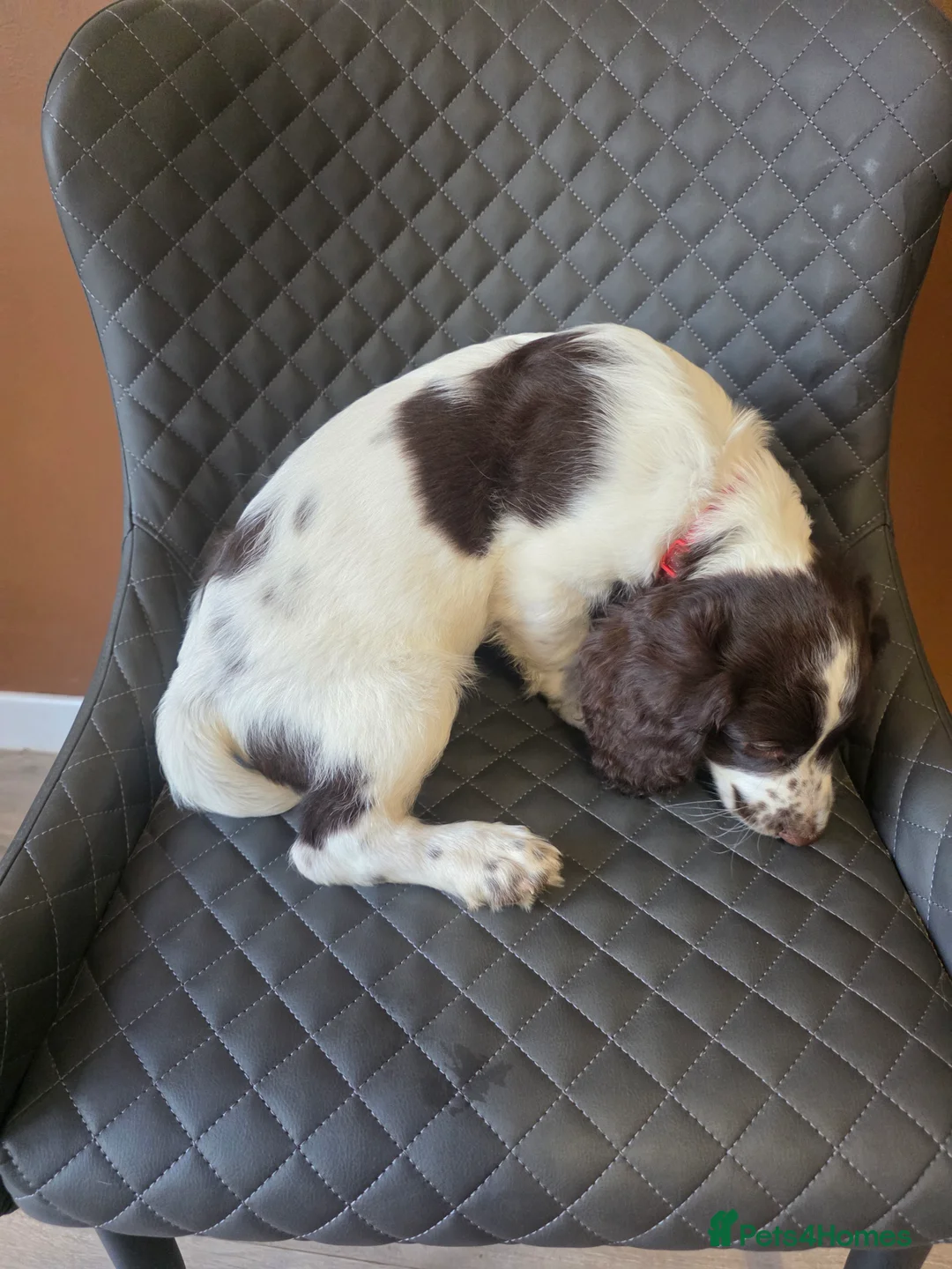 Sprocker dogs for sale: Beautiful Sprocker pups ready now. - Advert 20